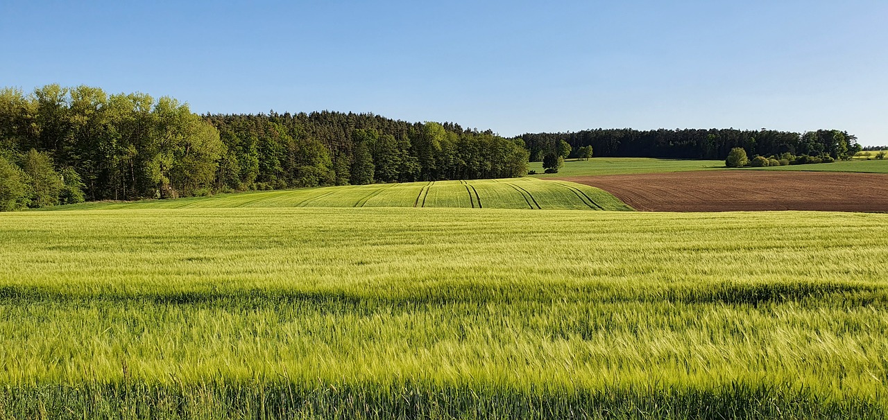 Green rolling hills on a sunny day.