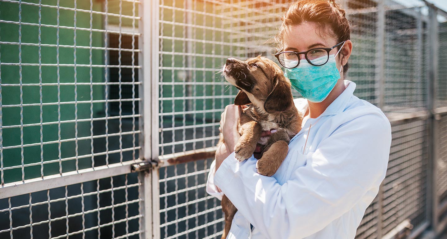 A vet wearing a white lab coat, black glasses and a blue facemask holds a tan dog that is basking in sunshine.