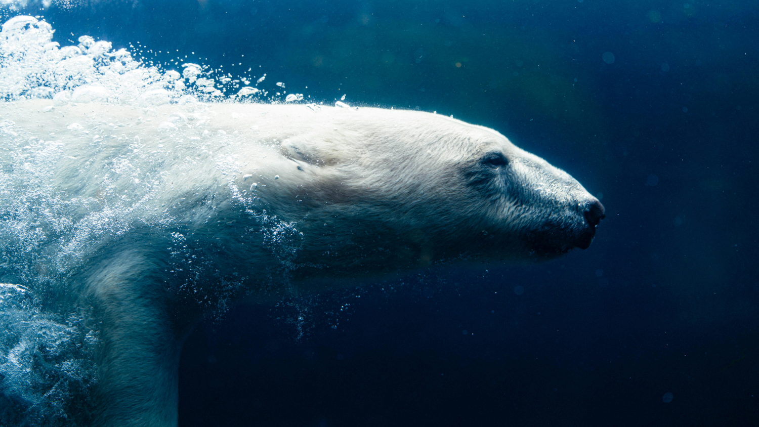 Polar Bear Agile And Nimble Underwater