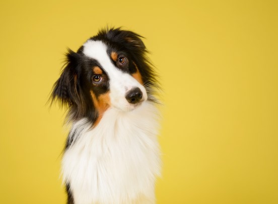 A border collie set against a yellow background, cocking its head to the left whilst looking at the camera,