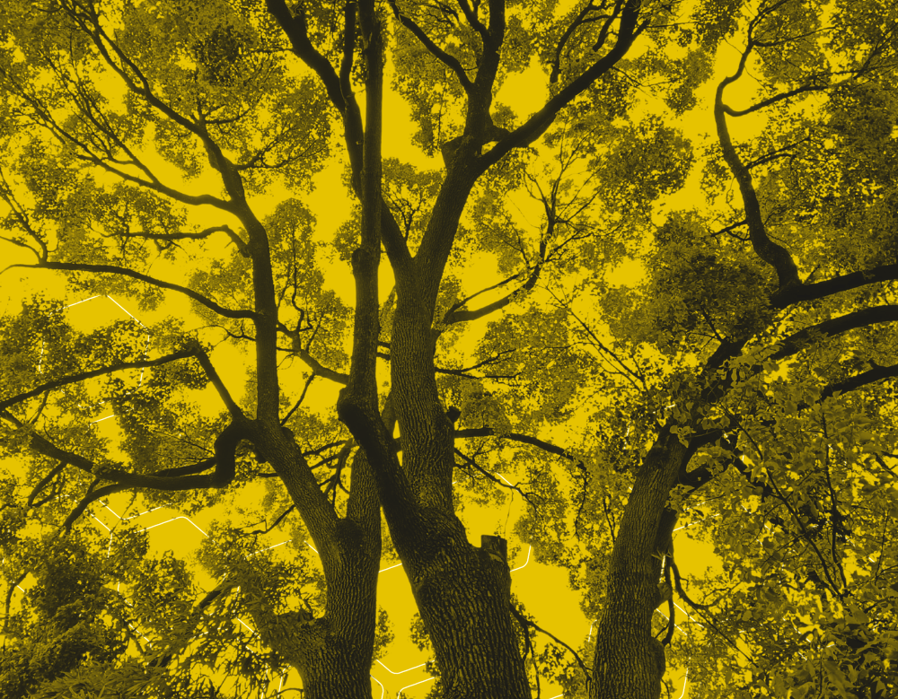 A black and yellow graphic of trees