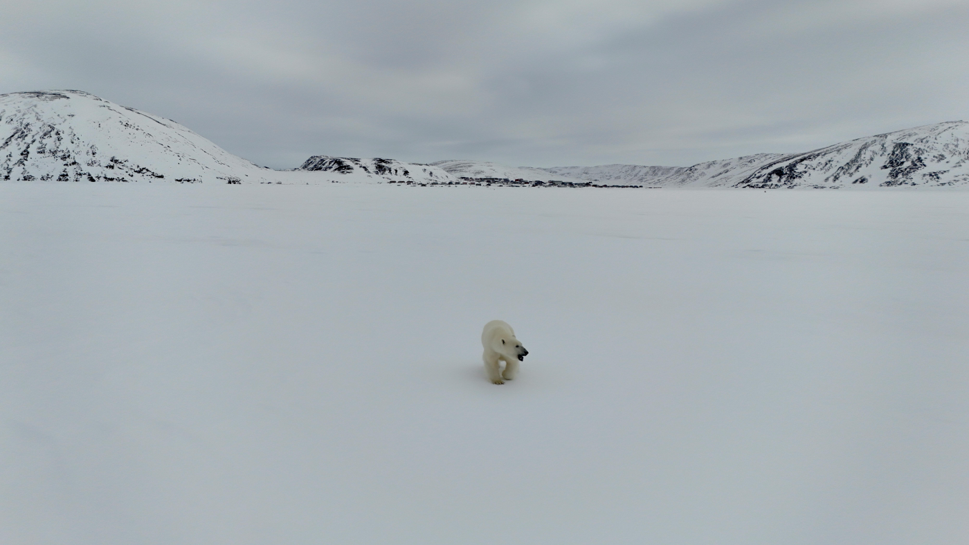 Polar Bear By Themself In A Vast Landscape