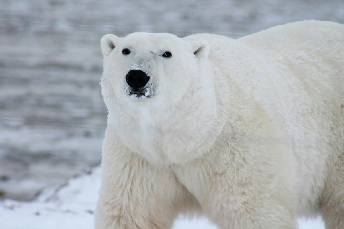 Polar Bear On Ice Grey Blurred Background