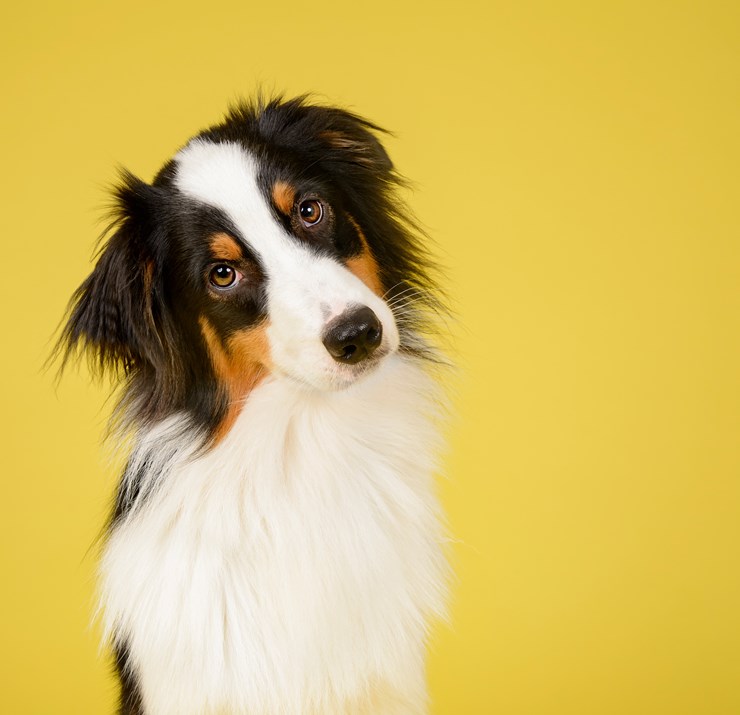 A black, white, and tan dog with a fluffy coat tilts its head against a yellow background.
